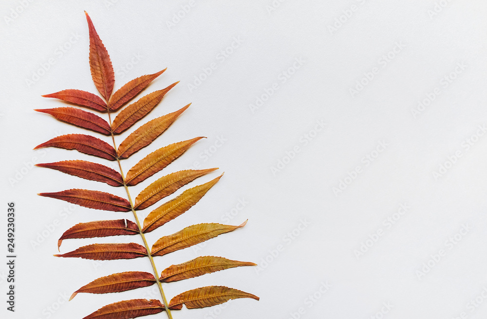 Branch with dry golden leaves on white background. Autumn composition. Flat lay, top view, copy space. Branch with dry golden leaves on white background. Autumn composition. Flat lay, top view, copy space.