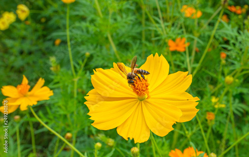bee pollinating on flower and flower as background