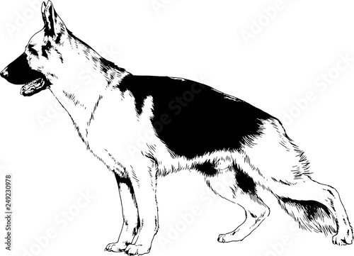 pedigree dog drawn in ink by hand on a white background