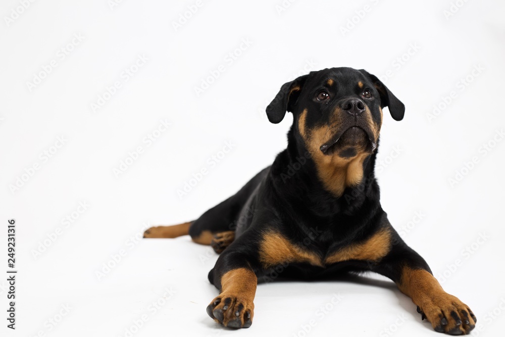 Young Rottweiler dog  laying down looking cute against white background