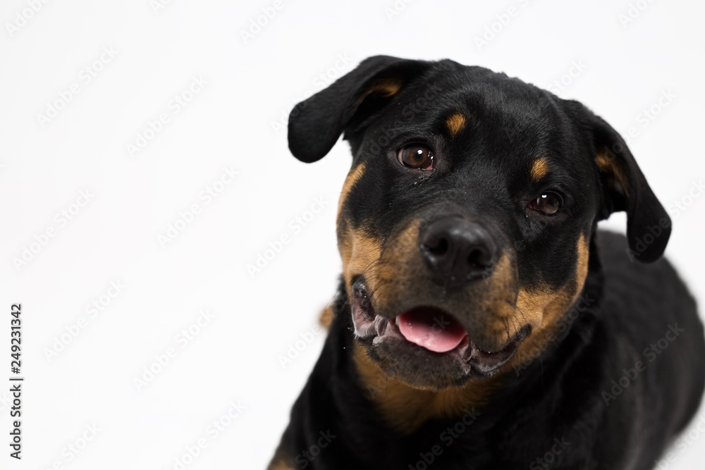 Rottweiler dog smiling towards camera - close up on face