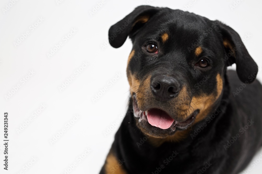 Rottweiler dog smiling towards camera - close up on face