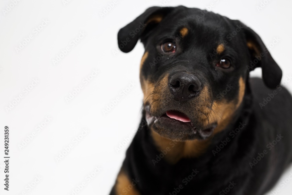 Rottweiler dog close up on face looking off frame