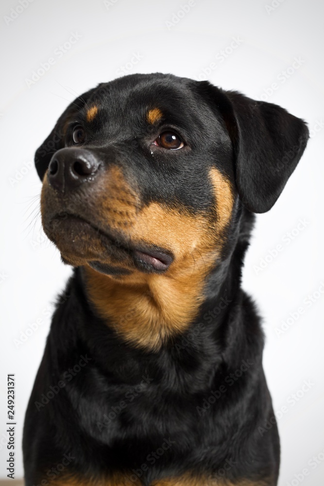 Fototapeta premium Rottweiler dog close up on face looking off frame 