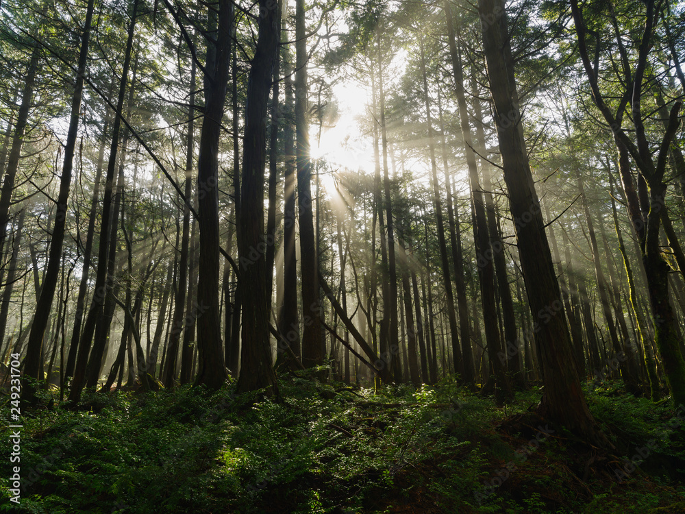 Fototapeta premium 雨上がりの朝の青木ヶ原樹海