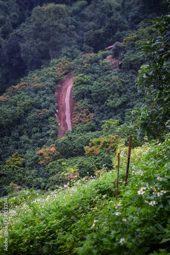 grass flower on mountain