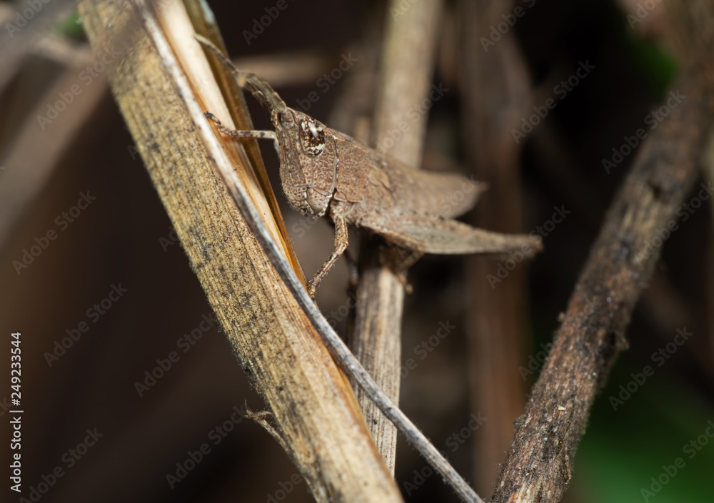Macro Photo of Brown Grasshopper Camouflage on Twig, Selective Focus