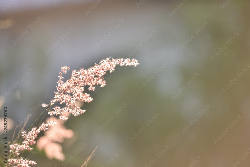 wild flowers on a background of blue sky wild flowers on a background of blue sky