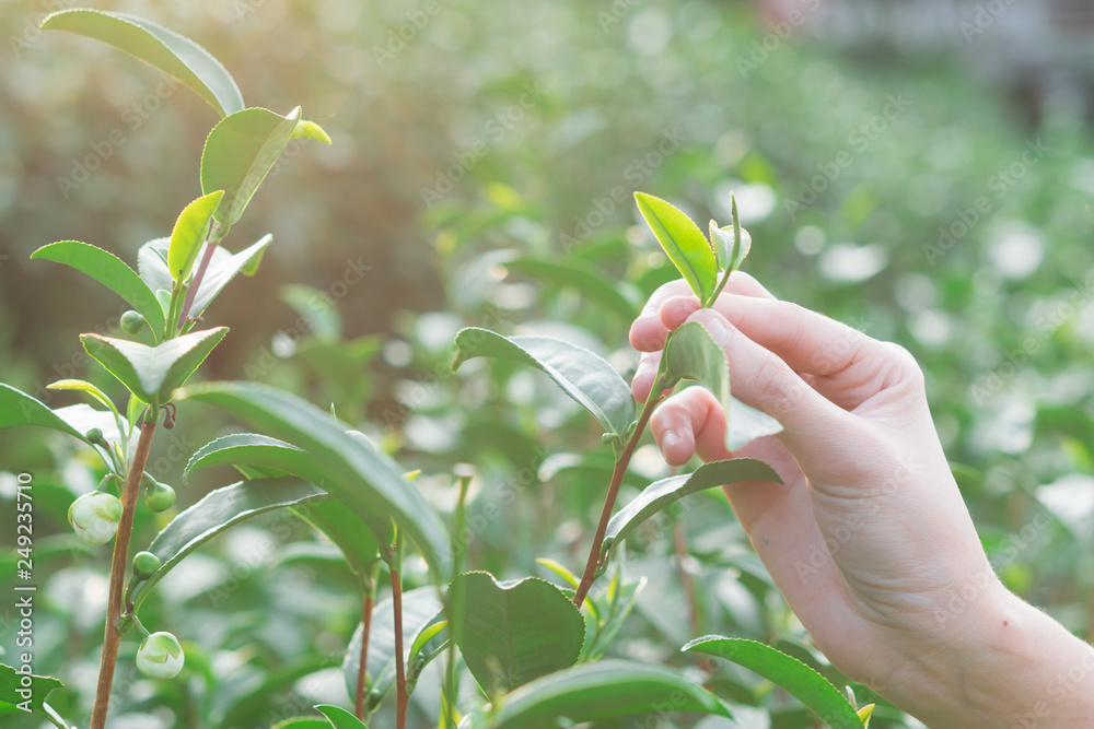 Picking tip of green tea leaf by hand at tea plantation hill Picking tip of green tea leaf by hand at tea plantation hill
