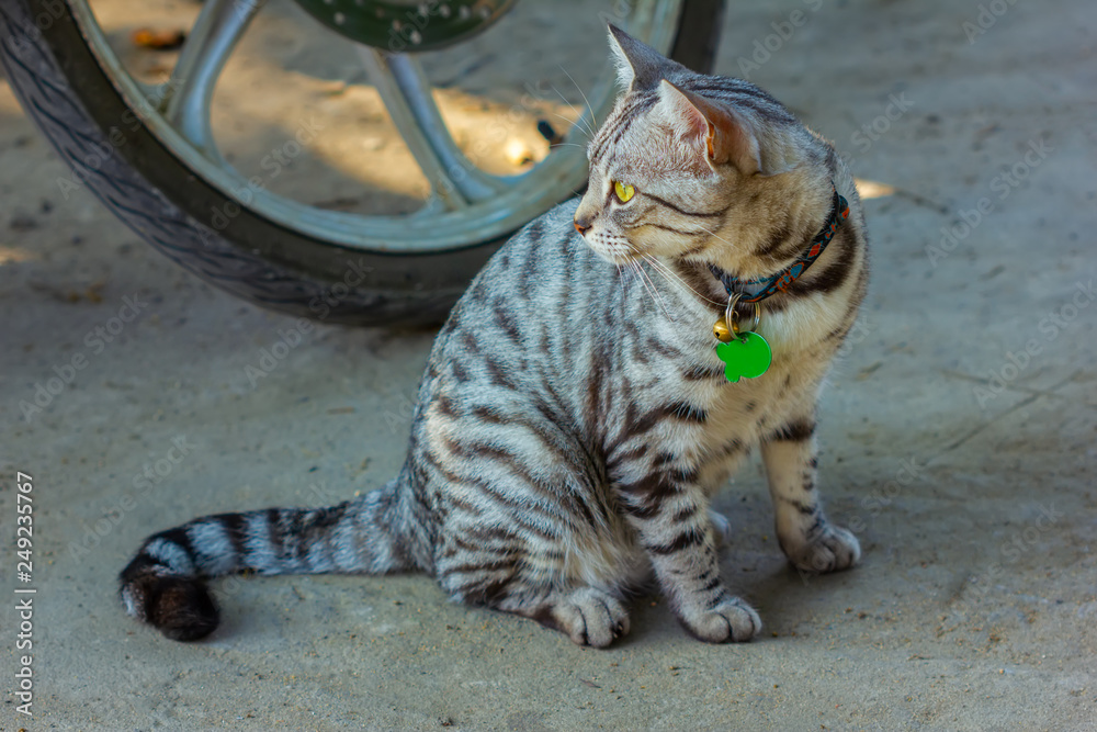 Obraz premium The cat was left alone