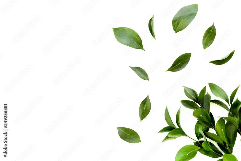 Spring green plants, sprigs, leaves border on white background top view space for text border