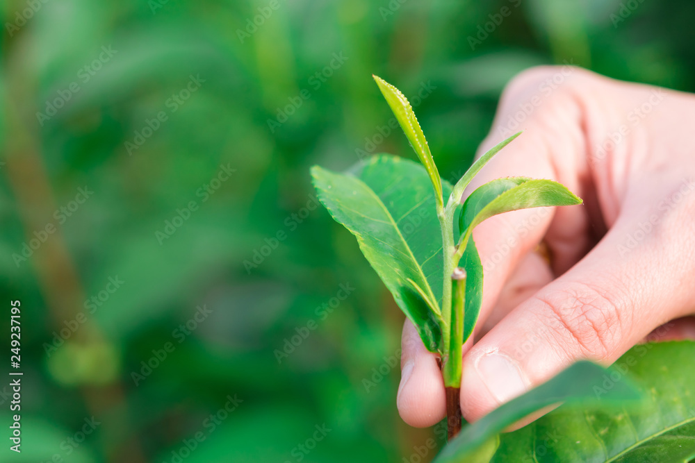 Picking tip of green tea leaf by hand at tea plantation hill Picking tip of green tea leaf by hand at tea plantation hill