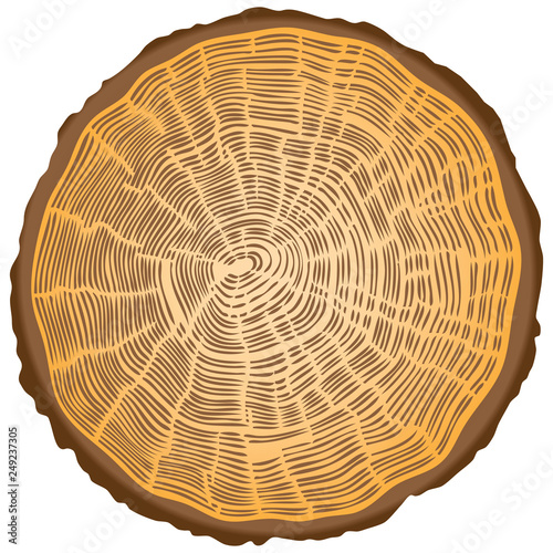 Cut of a tree
