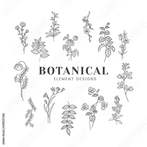 Fototapeta Naklejka Na Ścianę i Meble -  Botanical floral mockup illustration