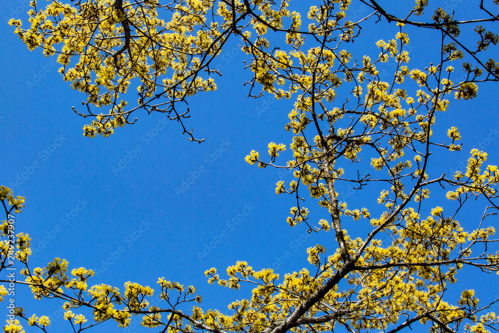 sakura flower & cherry blossoms sakura flower & cherry blossoms