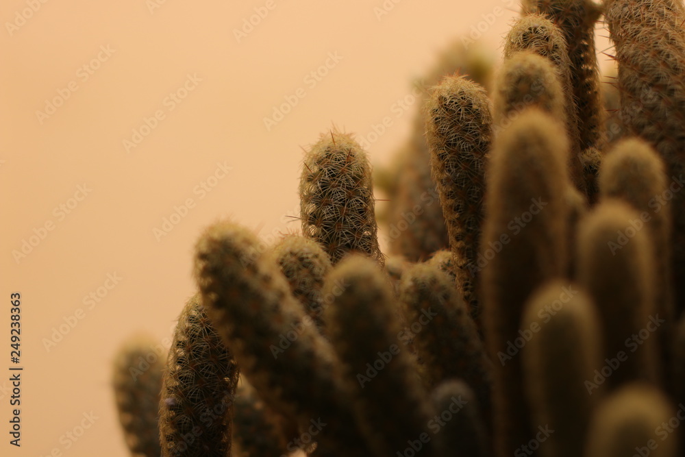 Cactus Cactus