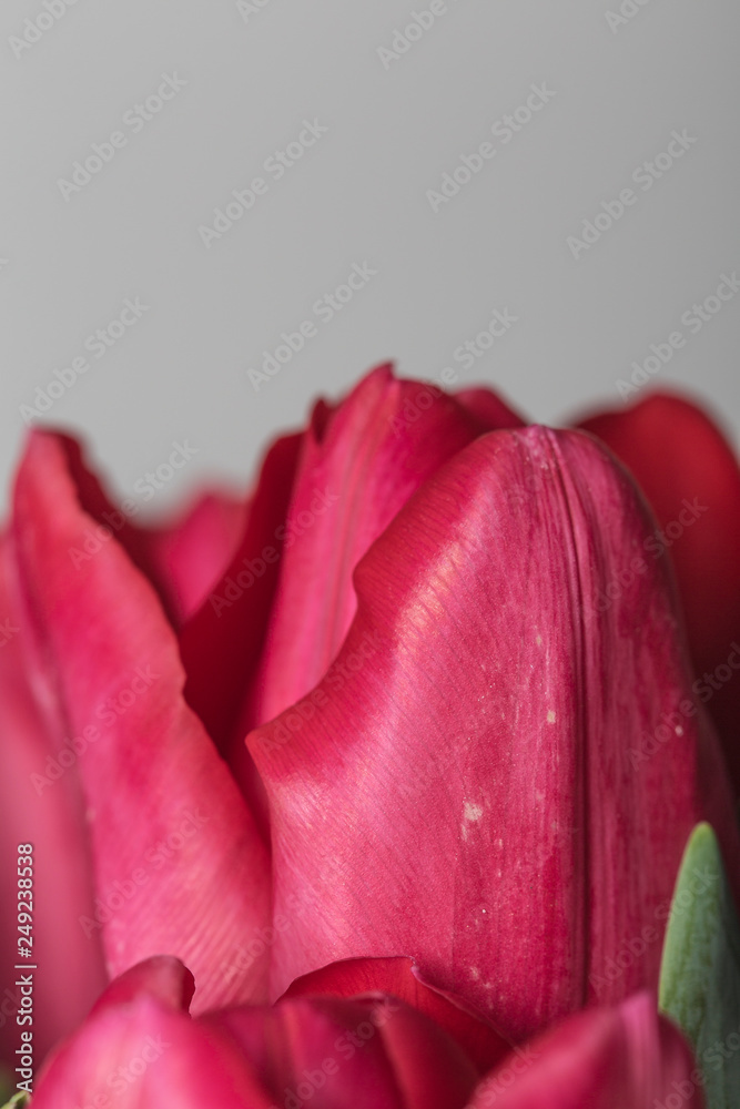 Red tulip flower bouquet close up on a grey background