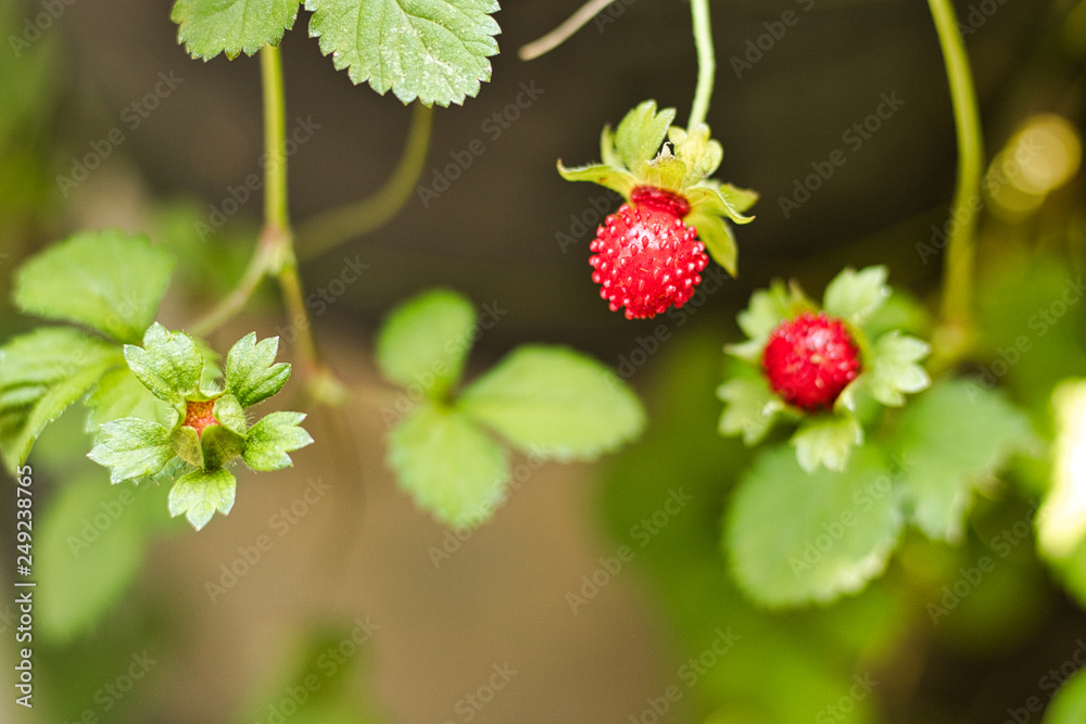 Young strawberry bough with growing fruits Young strawberry bough with growing fruits