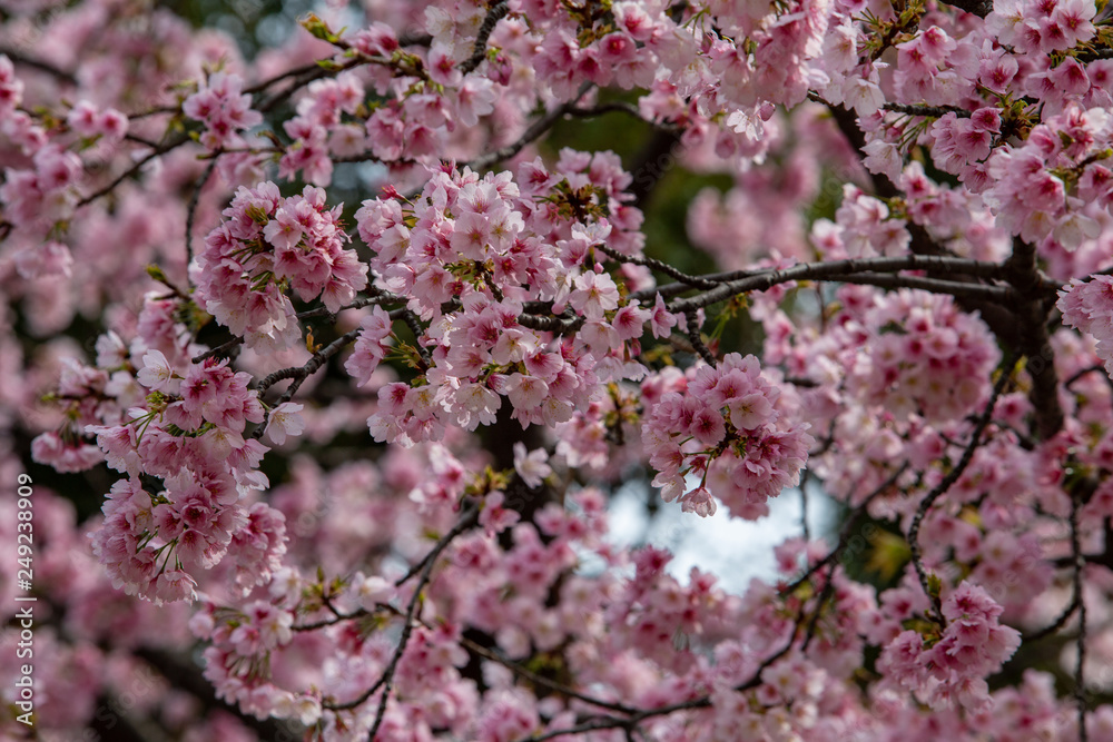 Sakura flowers or cherry blossoms in Tokyo, Japan during Spring time. Close up of flower’s petals, pollen and tree branches in Shinjuku park. Sakura flowers or cherry blossoms in Tokyo, Japan during Spring time. Close up of flower’s petals, pollen and tree branches in Shinjuku park.