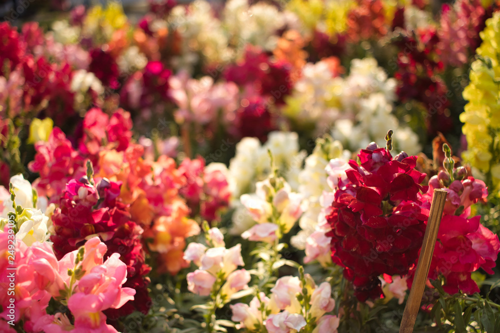 Close up of a colored snapdragon flowerbed with strong bokeh Close up of a colored snapdragon flowerbed with strong bokeh