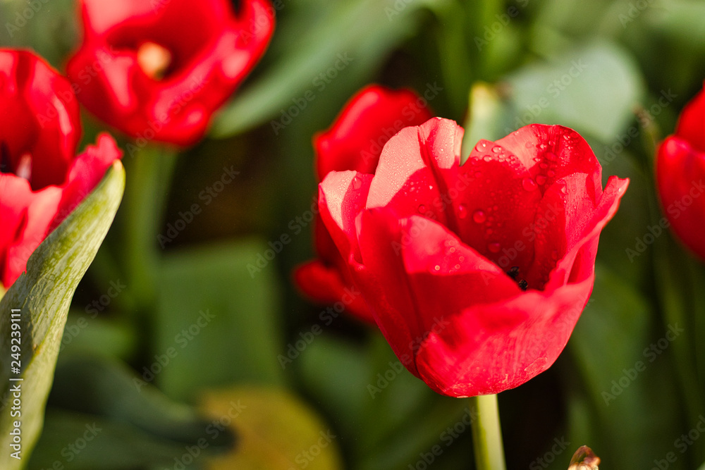 Close up of a wetted red tulpis blossom Close up of a wetted red tulpis blossom
