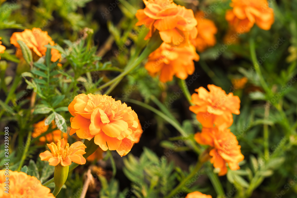 Close up of a couple from yellow marigold flowers in a bush Close up of a couple from yellow marigold flowers in a bush