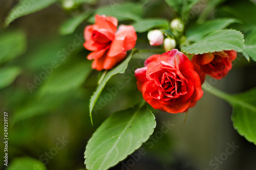 blooming red rose branch in the garden