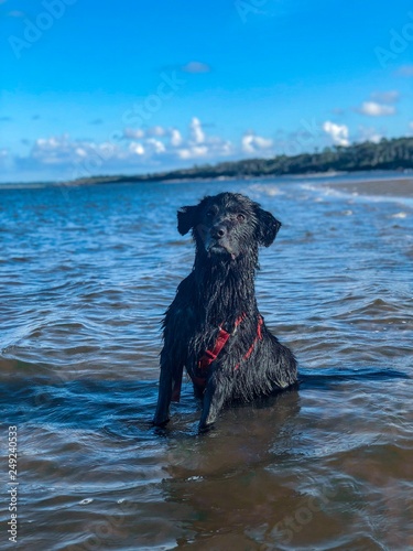 Black Dog in Water at the Beach