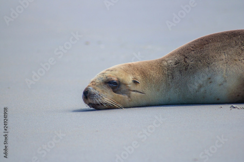 Sleeping or resting furseal, sealion head closeup at allans beach, cape saunders, dunedin, new zealand
