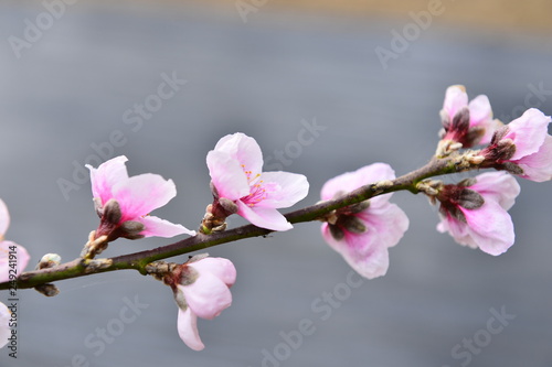 In full bloom in the peach blossom