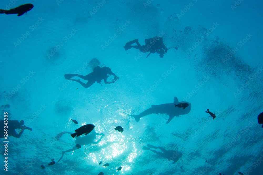 Obraz premium Whale shark being chased by a group of underewater photographers, Thailand