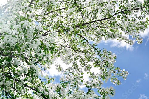 A thick branch of a blooming Apple tree on background of blue sky with white cloud at sunny summer day