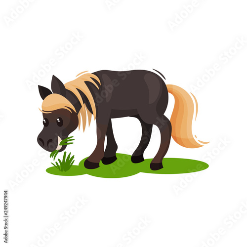Lovely pony eating green grass. Little black horse with blonde mane and tail. Hoofed mammal animal. Flat vector icon