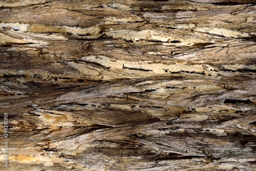 bark brown background