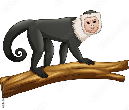 Illustration of Capuchin monkey isolated on white background