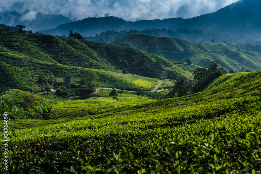 Landscape of tea plantation on mountains at Cameron Highlands with mist at sunrise near Kuala Lumpur, Malaysia. Landscape of tea plantation on mountains at Cameron Highlands with mist at sunrise near Kuala Lumpur, Malaysia.