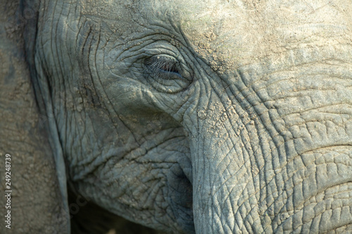 Photography An elephants Eyelashes