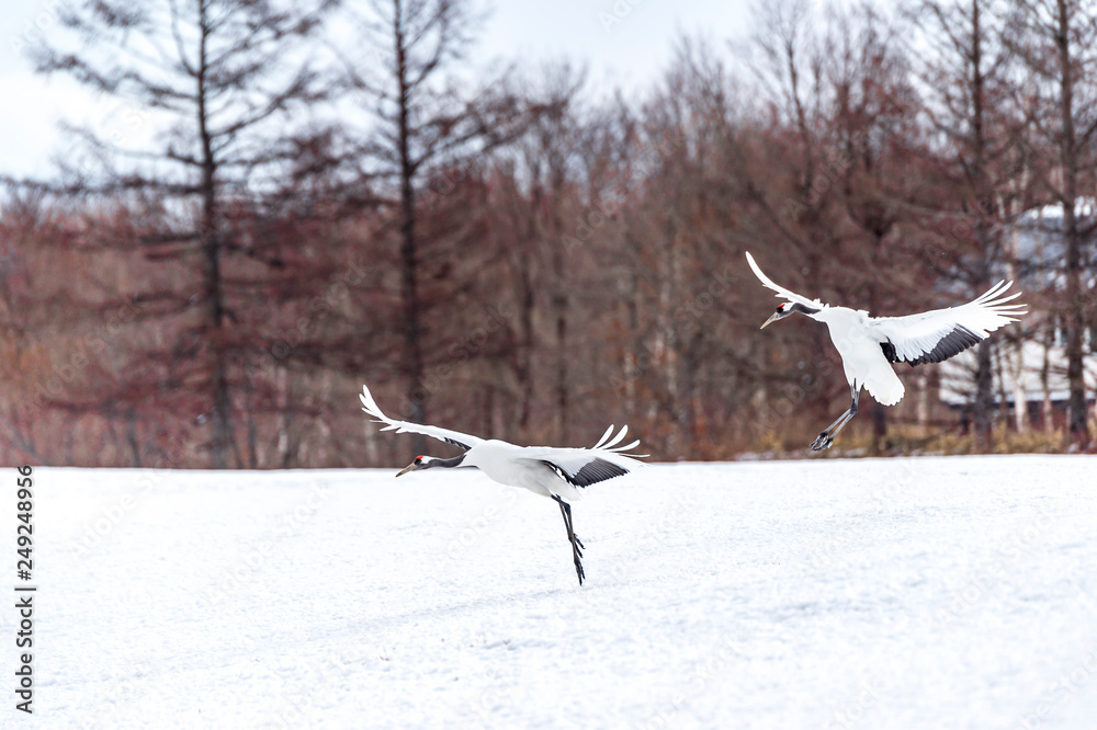 The Red-crowned Crane