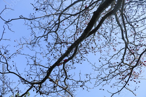 Trees and Sky in Phuket  Thailand