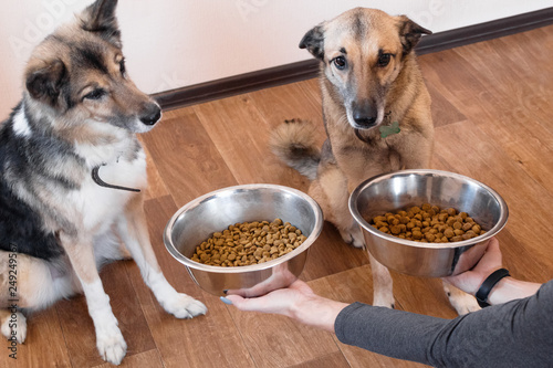 Photography Two hungry dogs are waiting for feeding