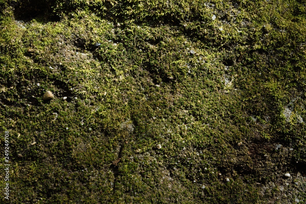 green moss texture and background green moss texture and background