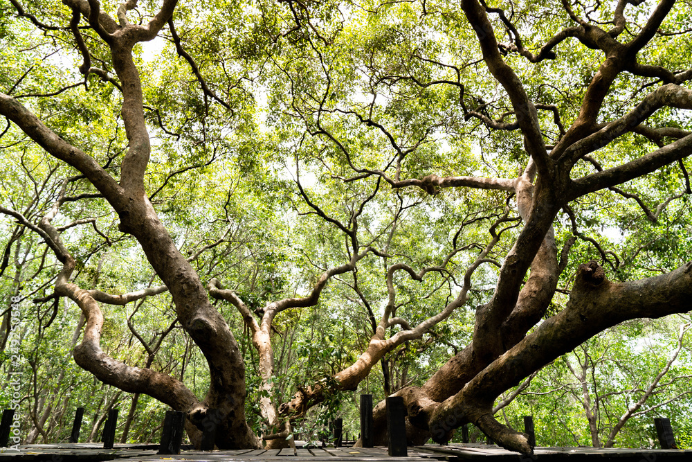 Fototapeta premium Duża gałąź na środku ścieżki w Golden Mangrove Field (Tung Prong Thong), Pra Sae, Rayong, Tajlandia