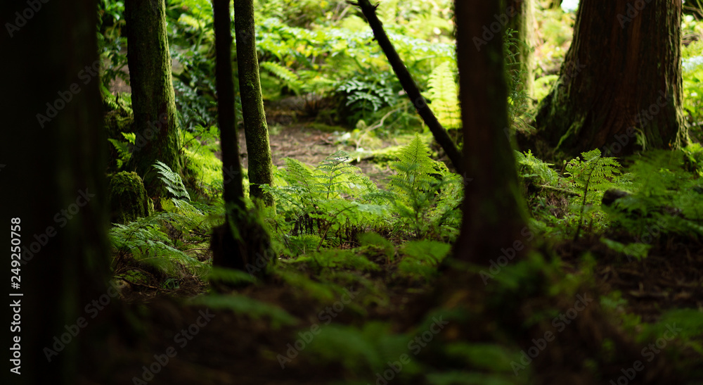 forest and path in the Azores, Sao Miguel island