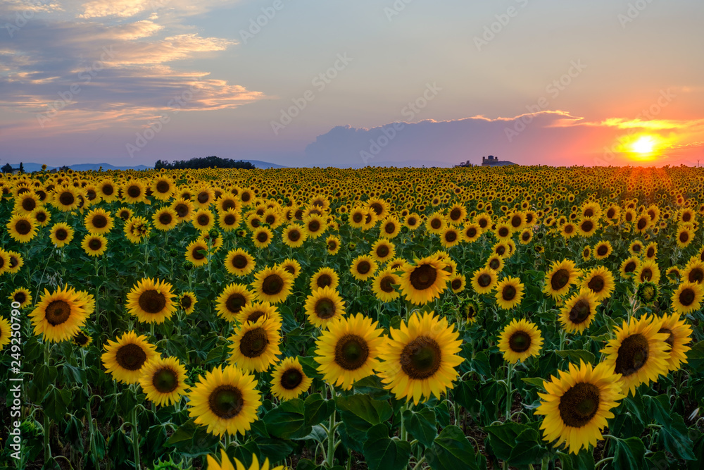 Champ de tournesols. Coucher de soleil, beau ciel coloré avec des nuages.
