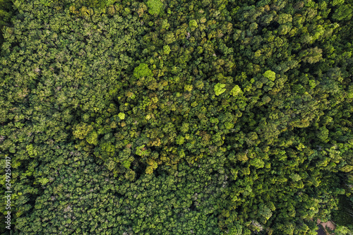 Aerial view of tropical green forest © themorningglory