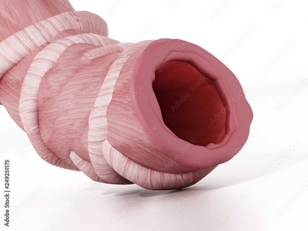 Healthy bronchial tube with airway unobstructed. 3D illustration Healthy bronchial tube with airway unobstructed. 3D illustration