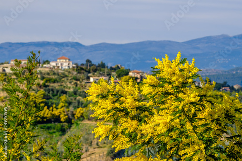 Obraz na płótnie Arbre de mimosa en fleurs gros plan sur le massif de Tanneron, Sud de France. w salonie