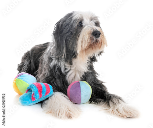 bearded collie in studio photo