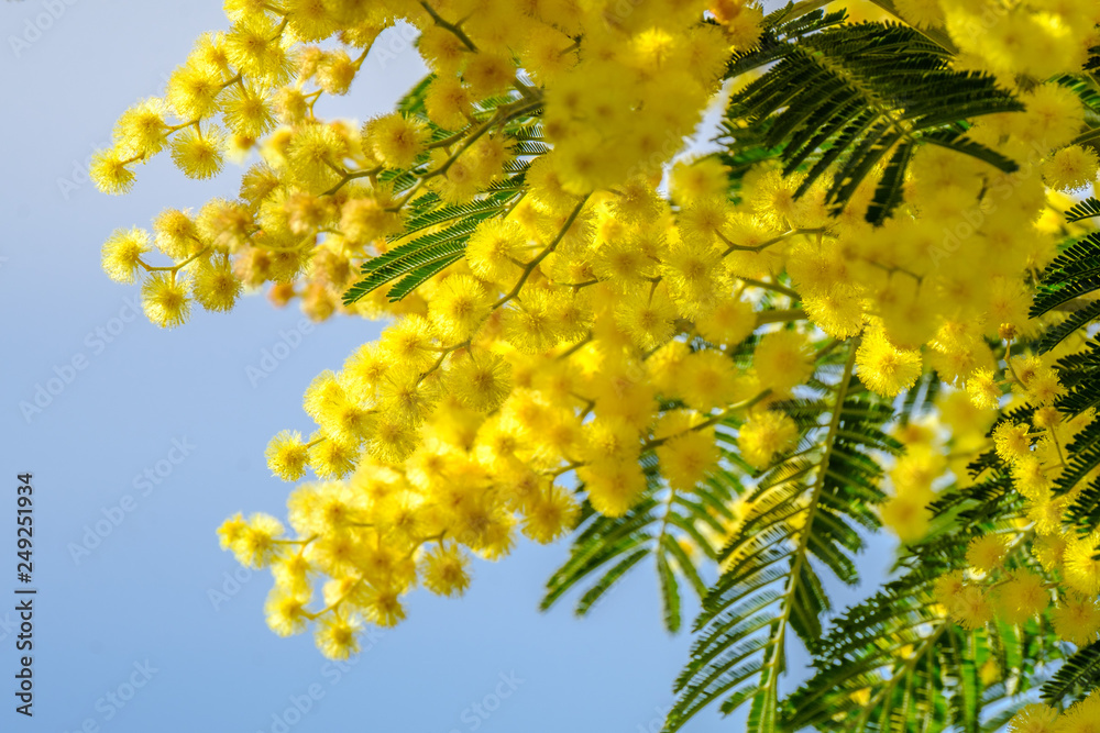 Branches de mimosa en fleurs ensoleillées.