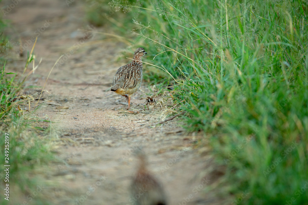 Fototapeta premium Crested francolin family
